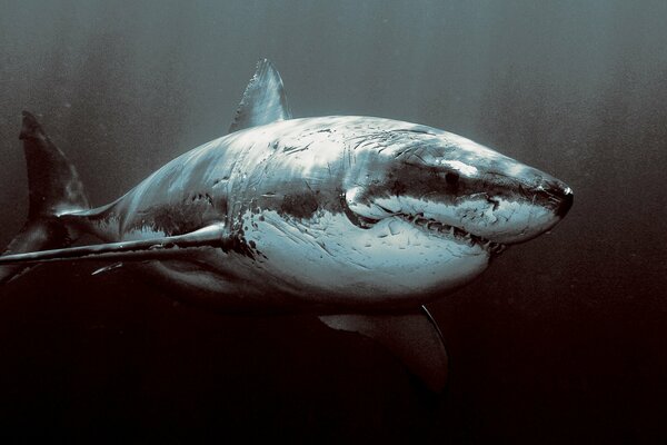 Monstre à dents océaniques. Shark Killer