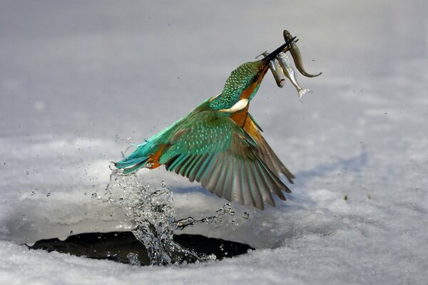 Kleiner Eisvogel auf der Jagd am Loch