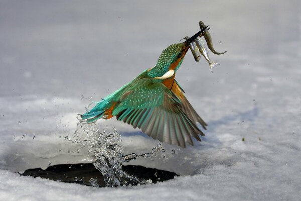 A small kingfisher on the hunt at the ice hole