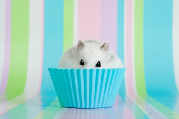 A hamster sits in a blue cupcake mold and looks out