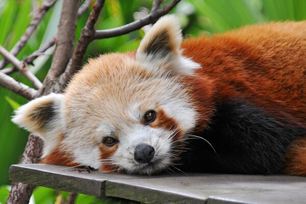 Panda rojo descansa