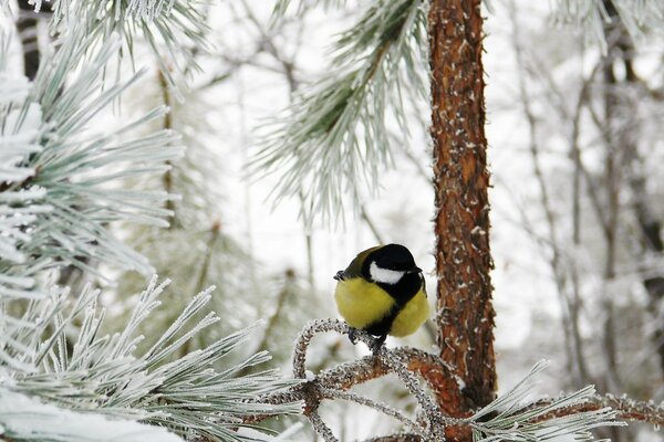 A chickadee is sitting on a branch covered with frost