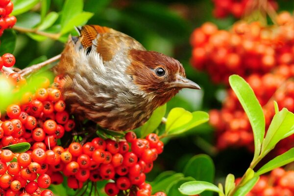 Красивая птица на ветке с ягодами
