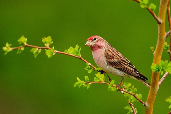 A bird on a branch with leaves on a green background