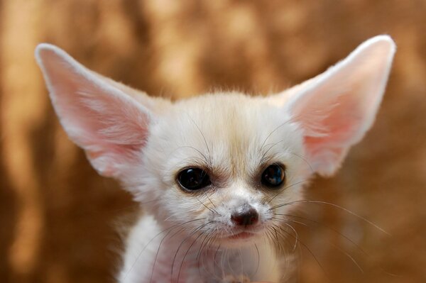 Image of a small white eared fox