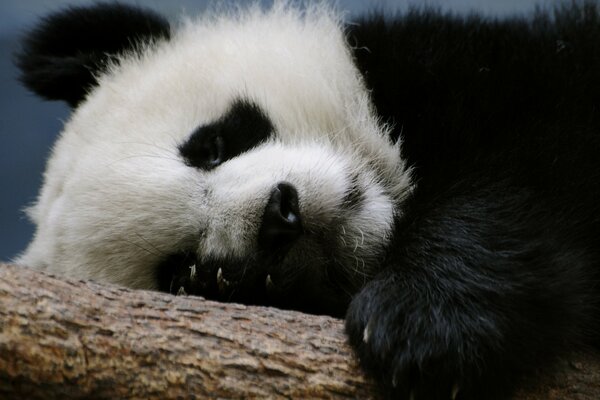 Der Panda ruht auf einem Ast. Schläft