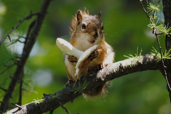 Squirrel with a mushroom on a fir branch. Fauna
