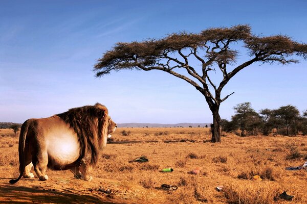 Un León en la Sabana junto a un árbol