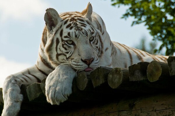 Tigre blanc en vacances