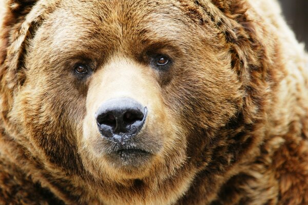 Orso bruno che guarda nella cornice