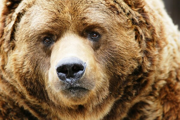 Бурый медведь смотрит в кадр