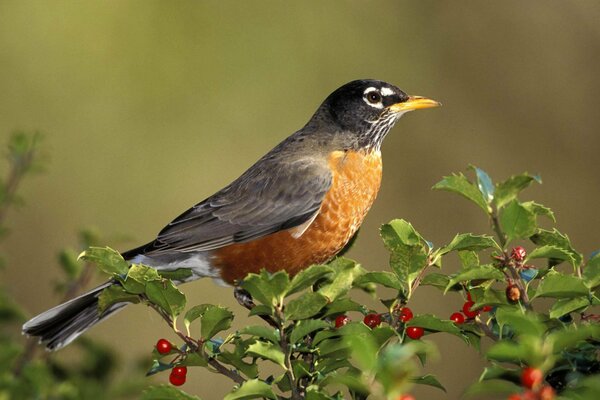 A bird is sitting on a branch