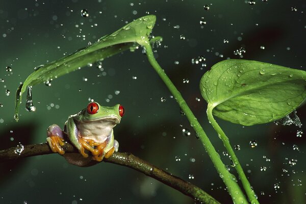 A frog on a branch under drops of water