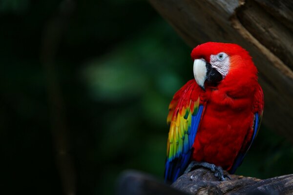 A bright red macaw parrot is sitting on a branch