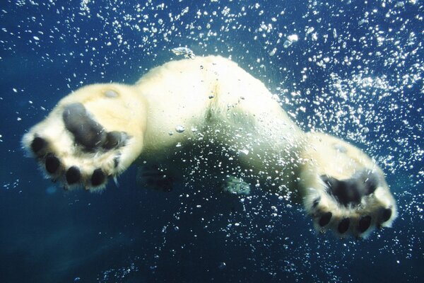 Die Pfoten eines Eisbären im Wasser