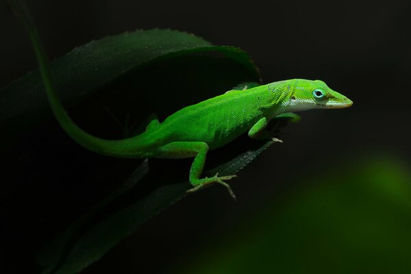 Green lizard on a dark background