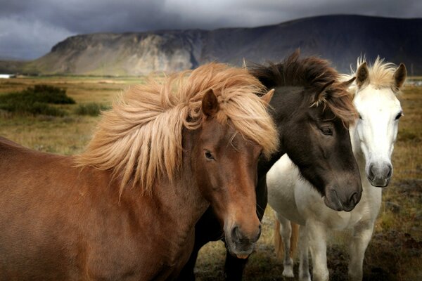 Tres caballos con igual melena de diferentes colores pastando en el pasto