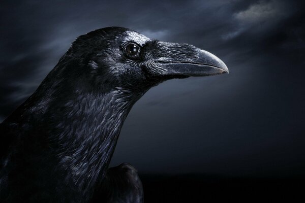 The black raven. Beak. Night