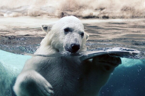 Ours polaire dans l eau derrière le verre