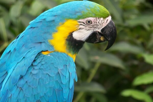 Pappagallo blu su uno sfondo di cespugli