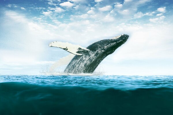 A big whale jumps out of the ocean