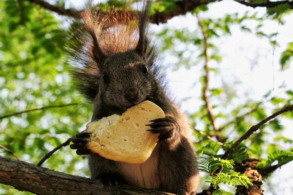 Squirrel on a tree with heart-shaped cookies