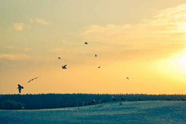 Hermoso amanecer y gaviotas en el cielo