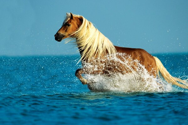 Nager un cheval dans les eaux bleues