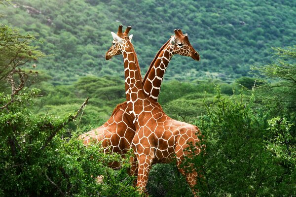 Savannah in the green. Two giraffes stand like lovers