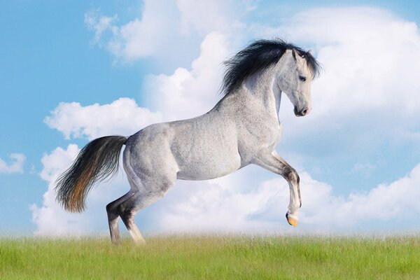 A white horse with a dark mane on a green meadow