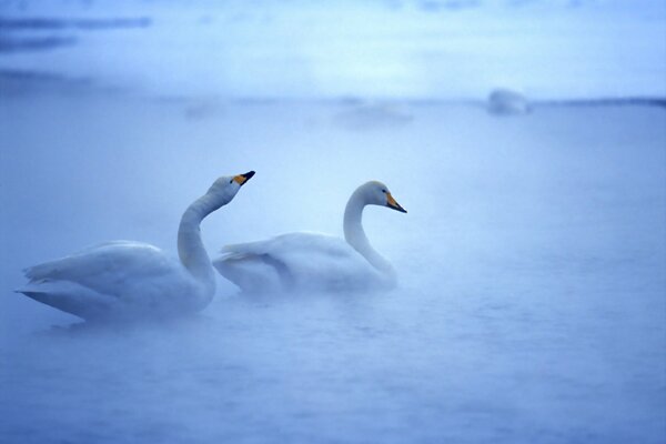 A pair of swans in a blue fog