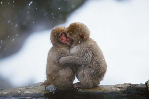 Les singes comme les humains peuvent réchauffer l âme