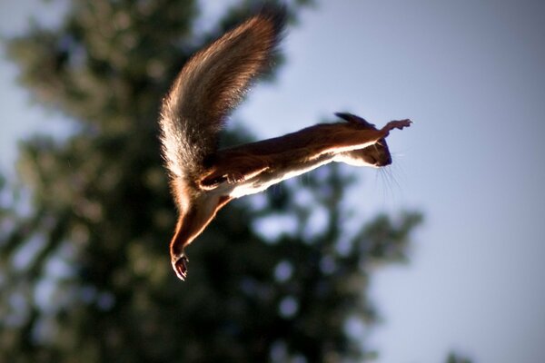 Ardilla en vuelo de rama en rama