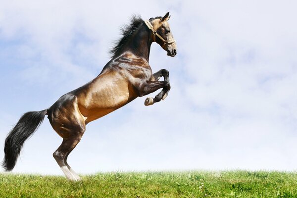 A young horse jumping on a summer day