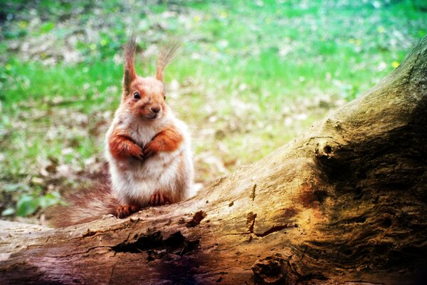 A small fluffy squirrel is sitting on a fallen tree