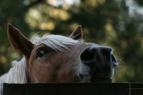 Cavallo che fa capolino da dietro la recinzione sullo sfondo di dereyev