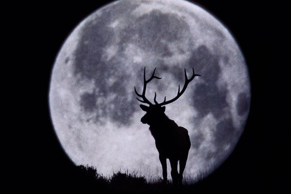 Beautiful view of a deer on the background of a full moon