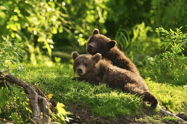 Two brown bears in the middle of the forest