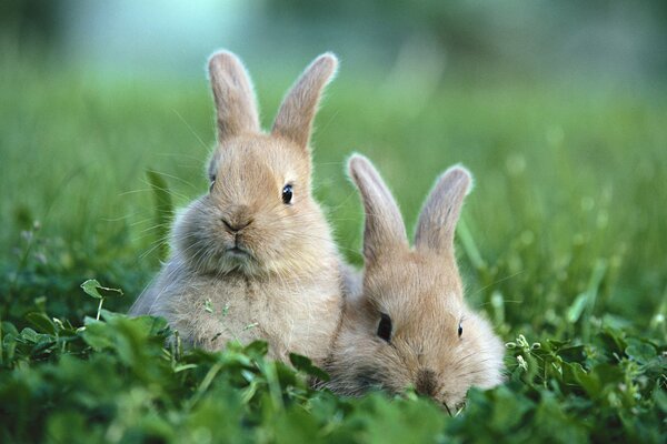 Два кролика. Зеленая трава. Два кролика на поляне