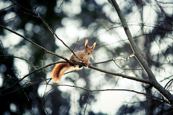 Squirrel on a tree in a cold couple