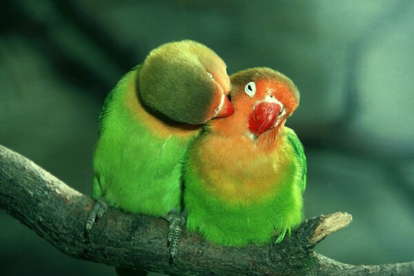 Due pappagalli verdi inseparabili ka su un ramo