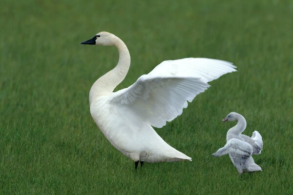 Cygne blanc apprend à voler son enfant