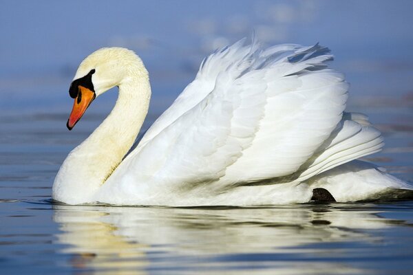 Ein weißer Schwan schwimmt über die Wasseroberfläche