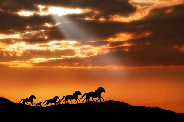 A herd of horses rushes in the mountains against the background of the sunset sky