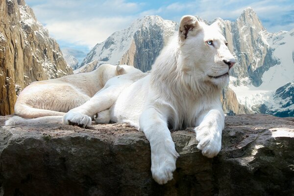 Красавцы львы на скалах в горах