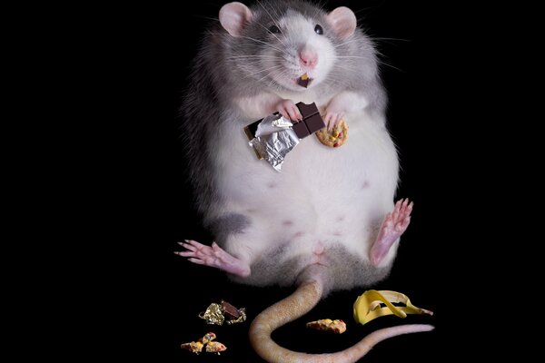 Fat rat lover of sweets