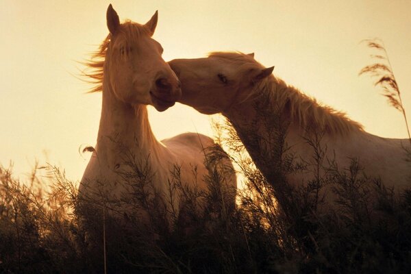 Cavalli d amore sullo sfondo del tramonto