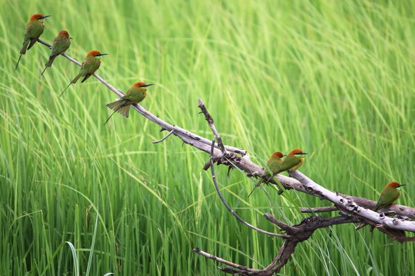 Für den Sommer kommen viele Vögel zu uns