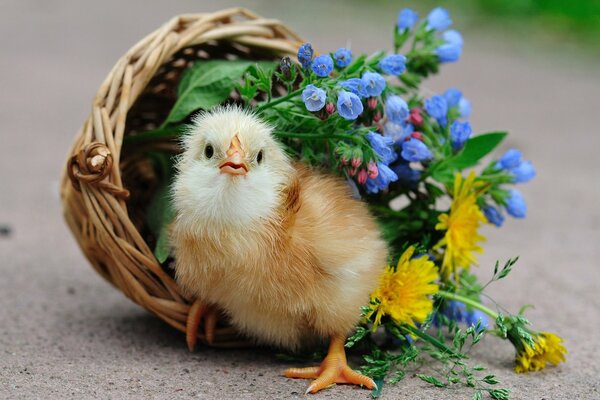 Kleines Küken in einem Korb mit Blumen