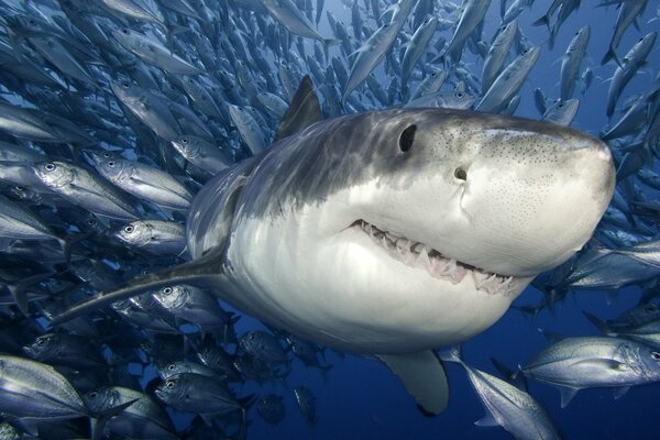 Auf dem Meer ist ein großer rabiater weißer Hai